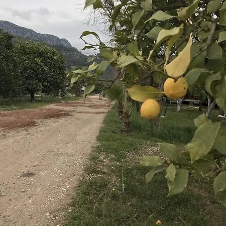 Tahtavilla