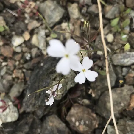 Pensjonat Tahtavilla *