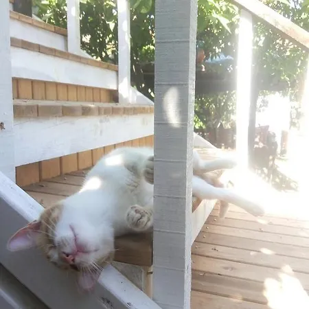 ゲストハウス Tahtavilla ケメル