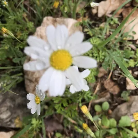 Vendégház Tahtavilla *