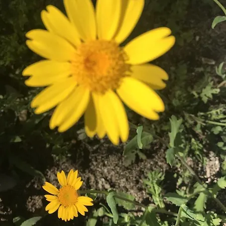 Tahtavilla Vendégház