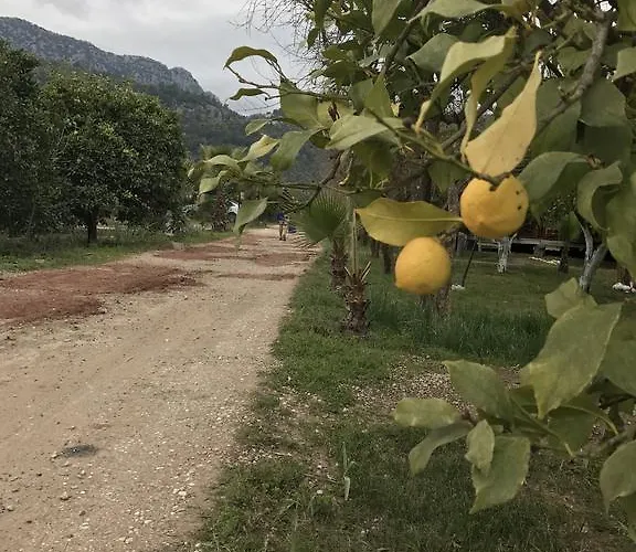 Tahtavilla